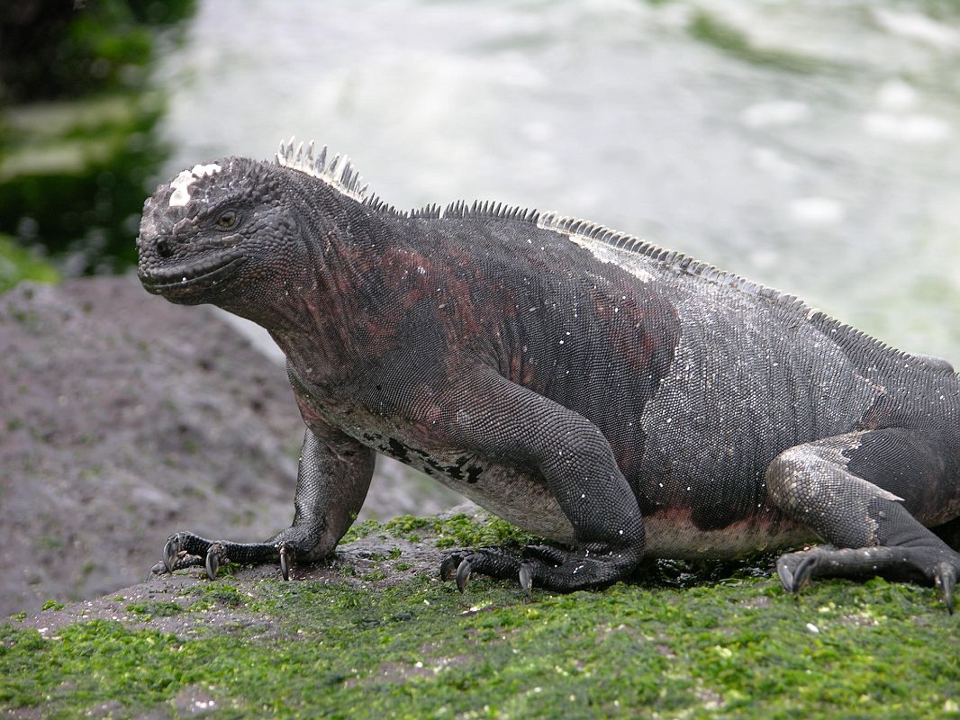 Galapagos 3-2-03 Espanola Gardner Bay Marine Iguana